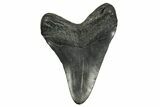 Fossil Megalodon Tooth - South Carolina #374094-2